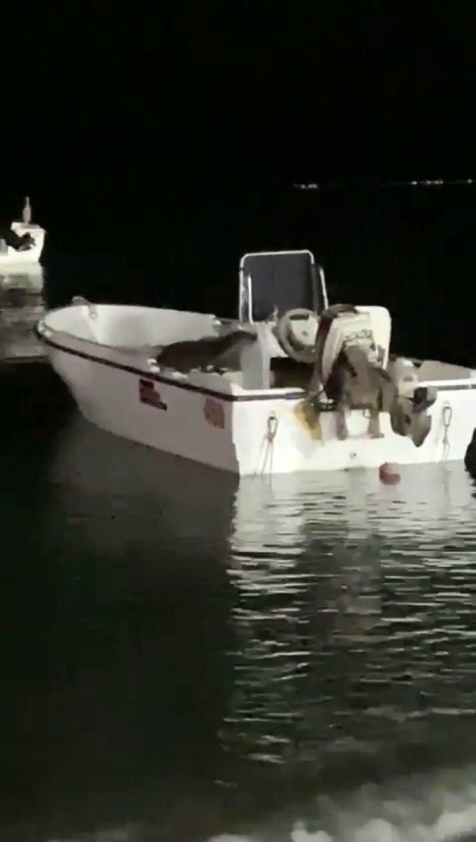 Büyükçekmece'de su samuru, balıkları yerken görüntülendi