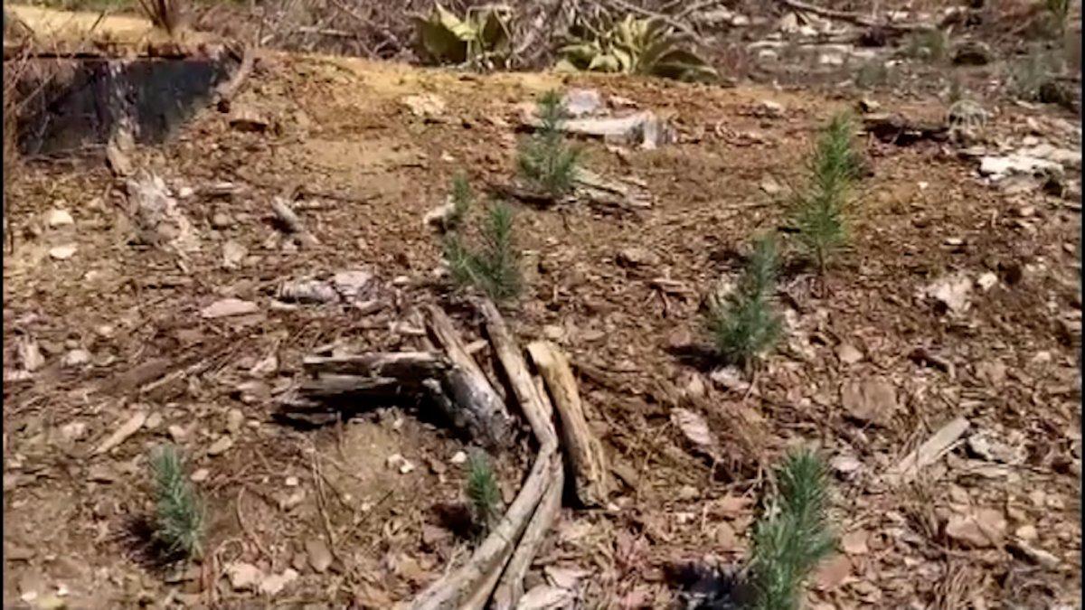 Manavgat yangınında zarar gören alanlar yeniden yeşerdi