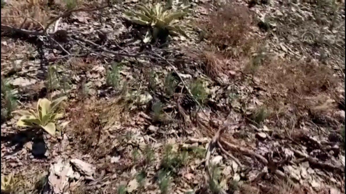 Manavgat yangınında zarar gören alanlar yeniden yeşerdi