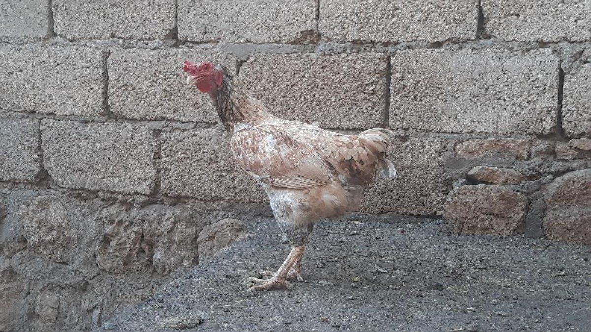Mardin'de horoz gibi öten tavuk sahibini şaşırttı