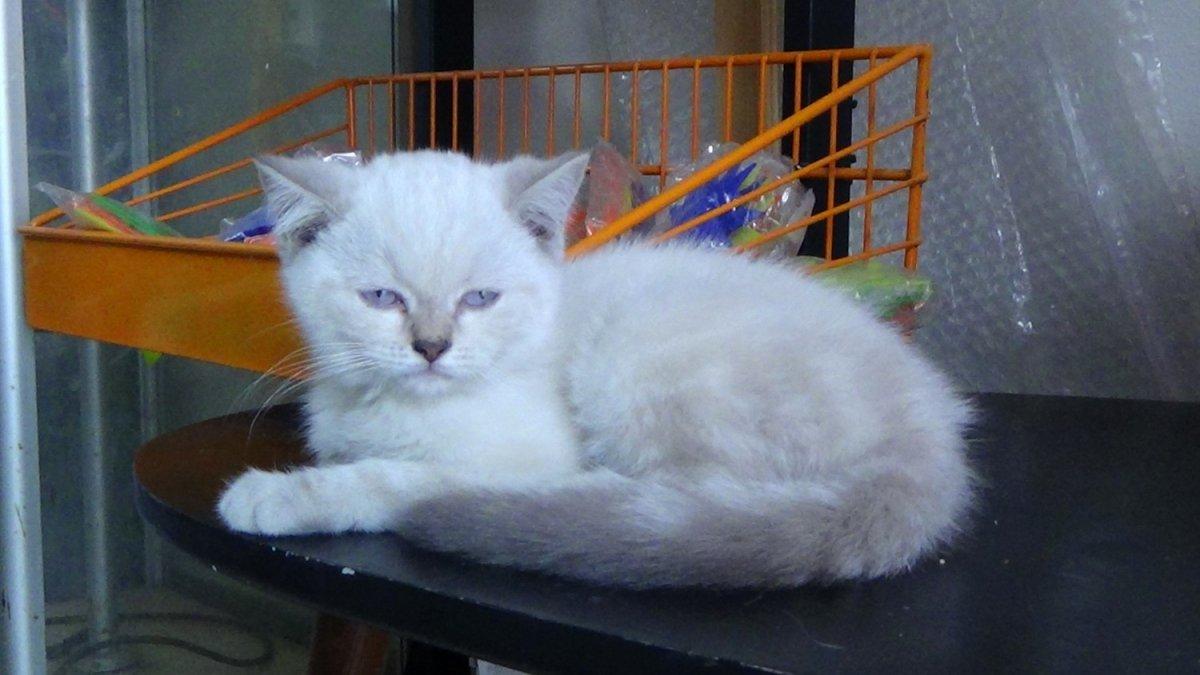 Silivri’de bir anne çocuklarına kedi çaldırdı