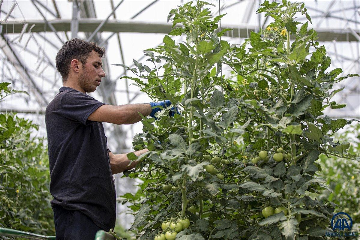 Erzurum'da jeotermal kaynakla üretilen domatesin hasadına başlandı