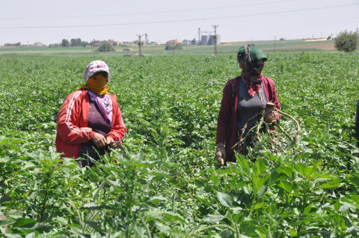 Mardin'de 45 derece sıcaklıkta çalışan öğrenciler: Herkes tatilde biz çalışıyoruz
