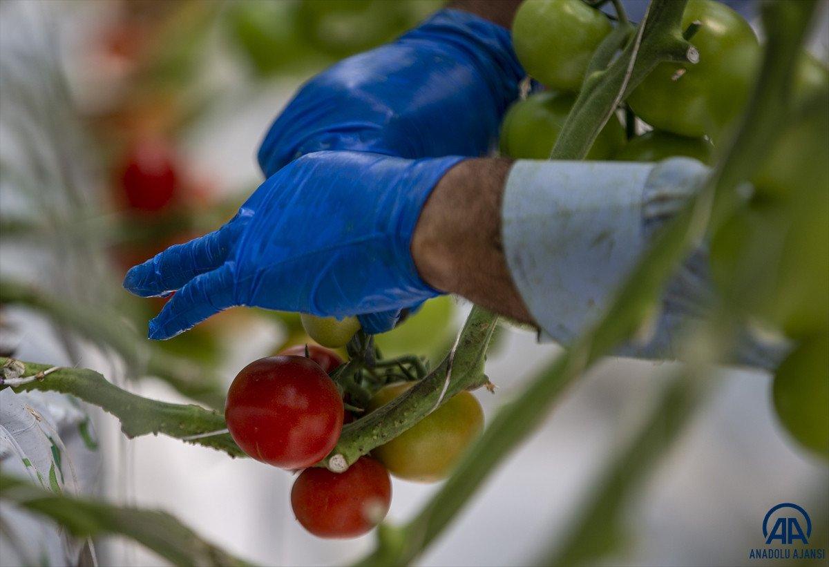 Erzurum'da jeotermal kaynakla üretilen domatesin hasadına başlandı