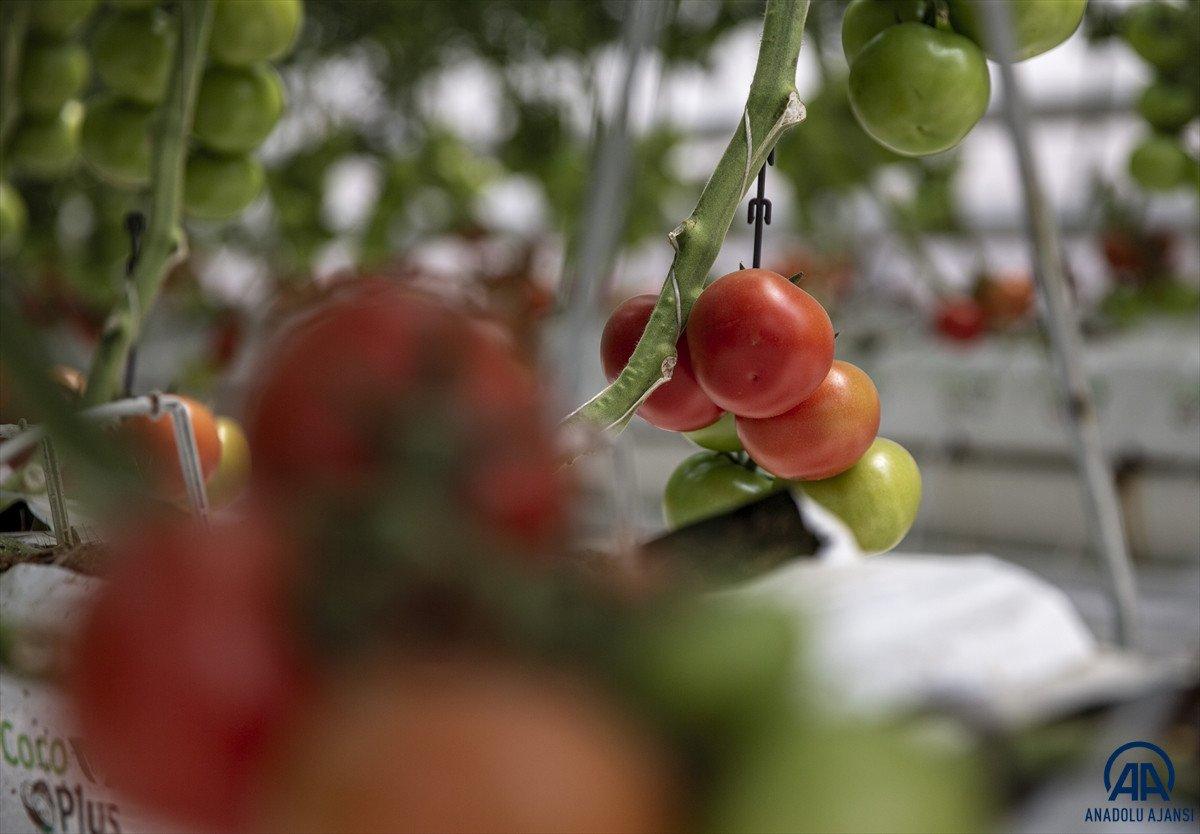 Erzurum'da jeotermal kaynakla üretilen domatesin hasadına başlandı