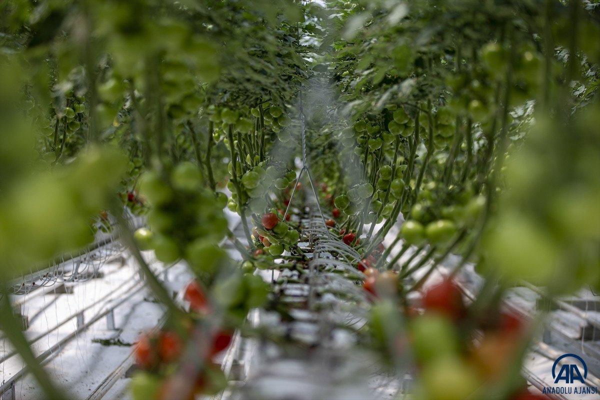 Erzurum'da jeotermal kaynakla üretilen domatesin hasadına başlandı