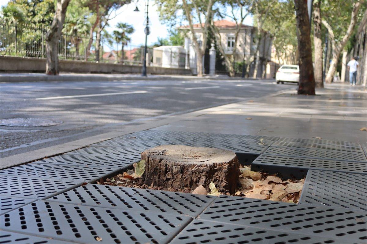 İBB'nin Çırağan'da kestiği ağaçların yerine diktiği fidanlar kurudu