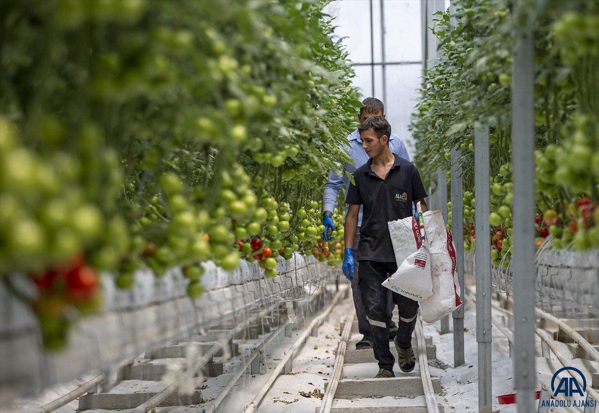 Erzurum'da jeotermal kaynakla üretilen domatesin hasadına başlandı