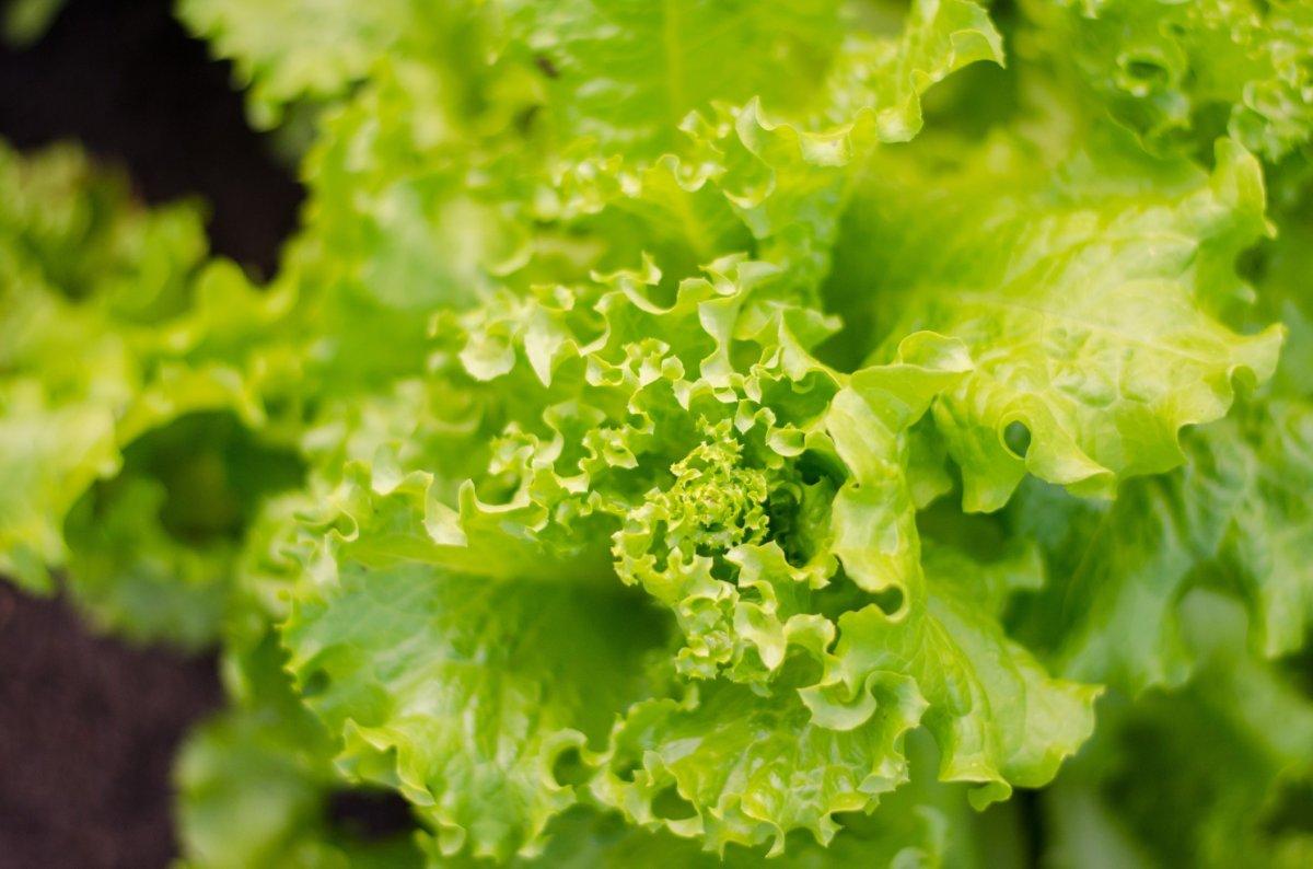 Sıcak havalarda vazgeçilmeniz olacak! Su içeriği en yüksek 15 besin...