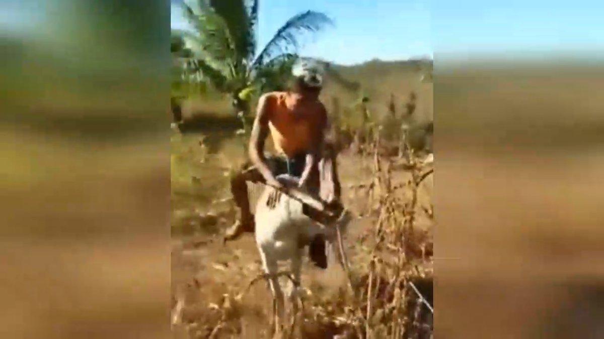 Tekme tokat vurduğu eşeğin intikamı acı oldu