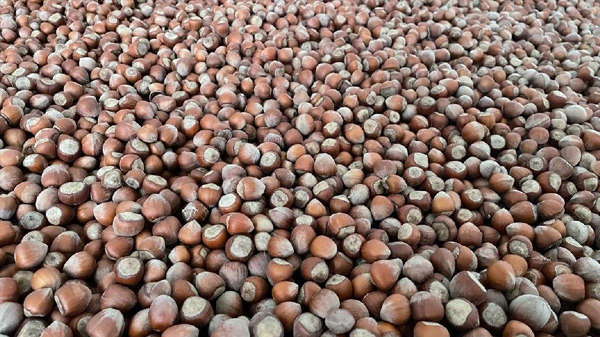 Tarım ve Orman Bakanlığı, fındık rekoltesini açıkladı