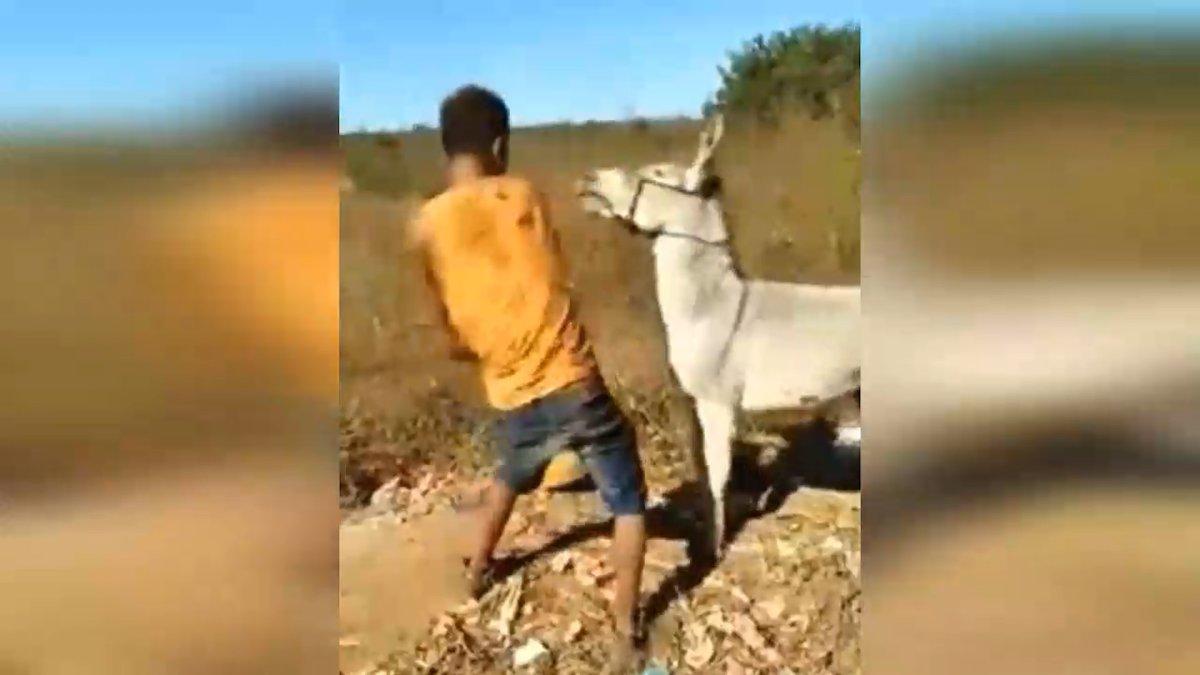 Tekme tokat vurduğu eşeğin intikamı acı oldu