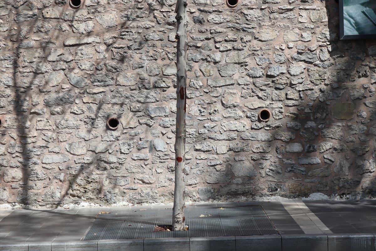 İBB'nin Çırağan'da kestiği ağaçların yerine diktiği fidanlar kurudu