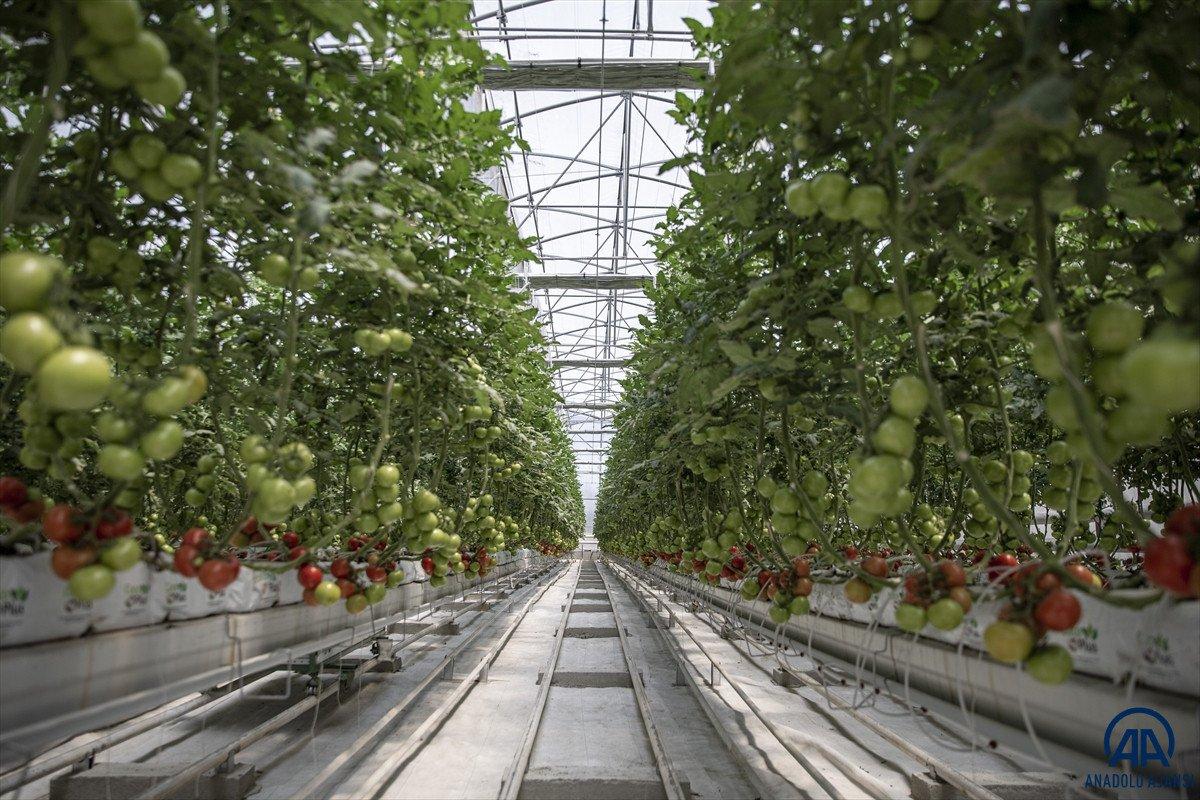 Erzurum'da jeotermal kaynakla üretilen domatesin hasadına başlandı