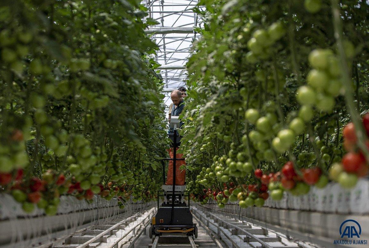 Erzurum'da jeotermal kaynakla üretilen domatesin hasadına başlandı