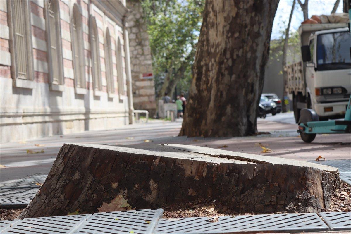 İBB'nin Çırağan'da kestiği ağaçların yerine diktiği fidanlar kurudu