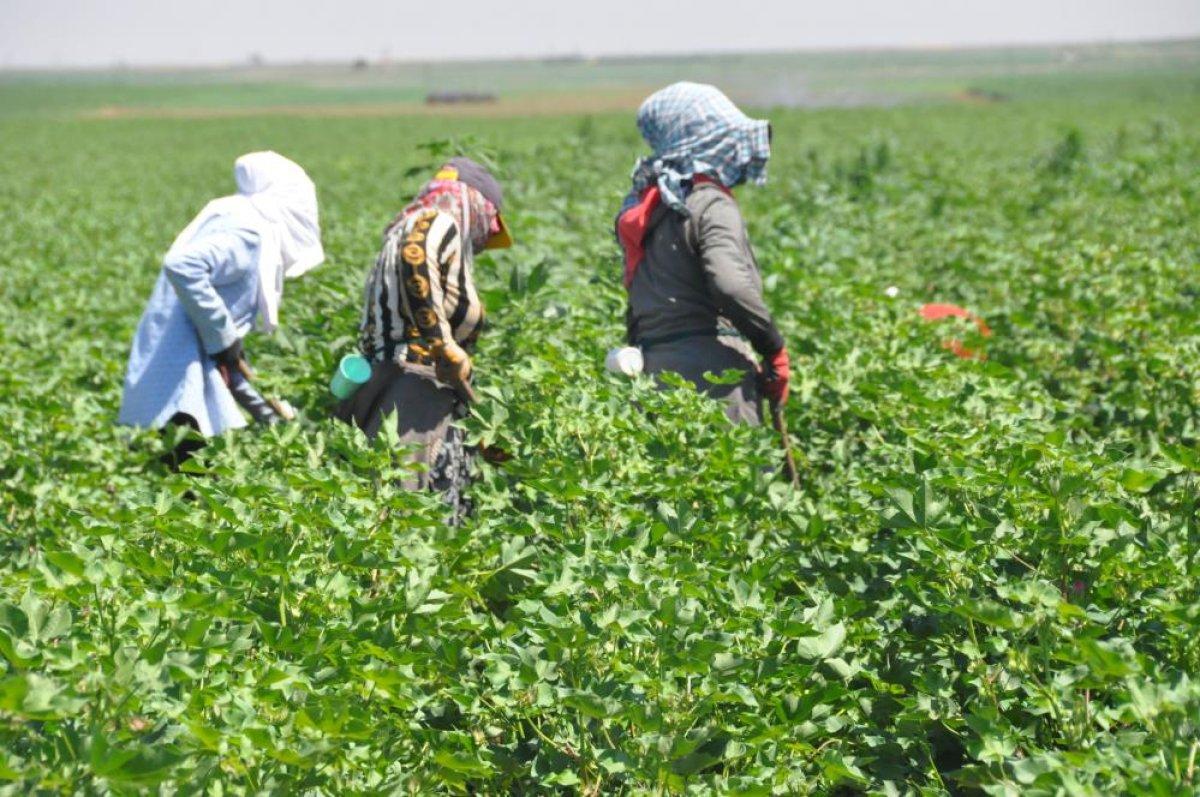 Mardin'de 45 derece sıcaklıkta çalışan öğrenciler: Herkes tatilde biz çalışıyoruz
