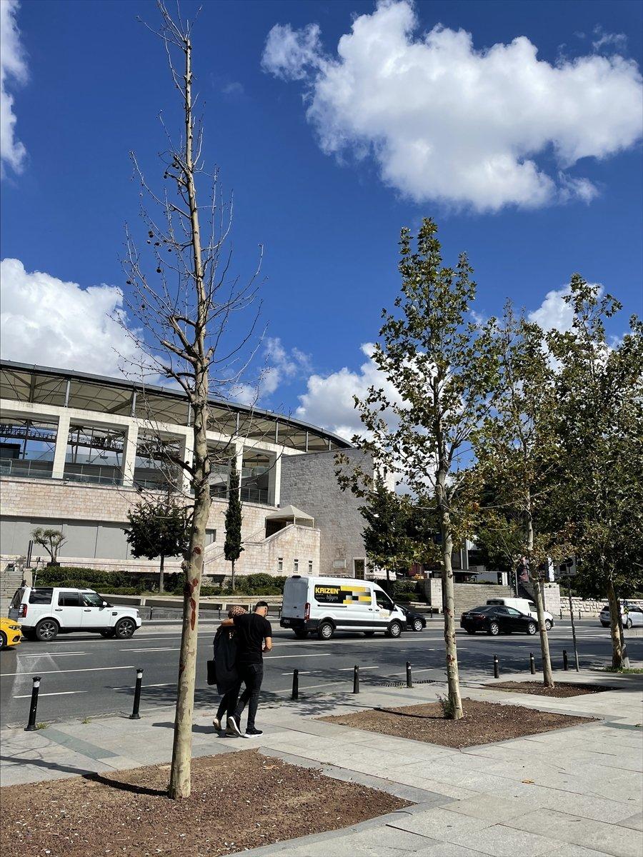 İBB'nin Çırağan'da kestiği ağaçların yerine diktiği fidanlar kurudu