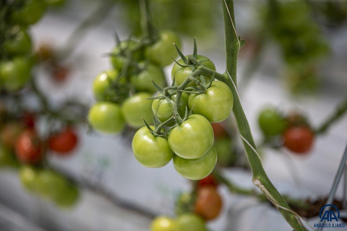 Erzurum'da jeotermal kaynakla üretilen domatesin hasadına başlandı