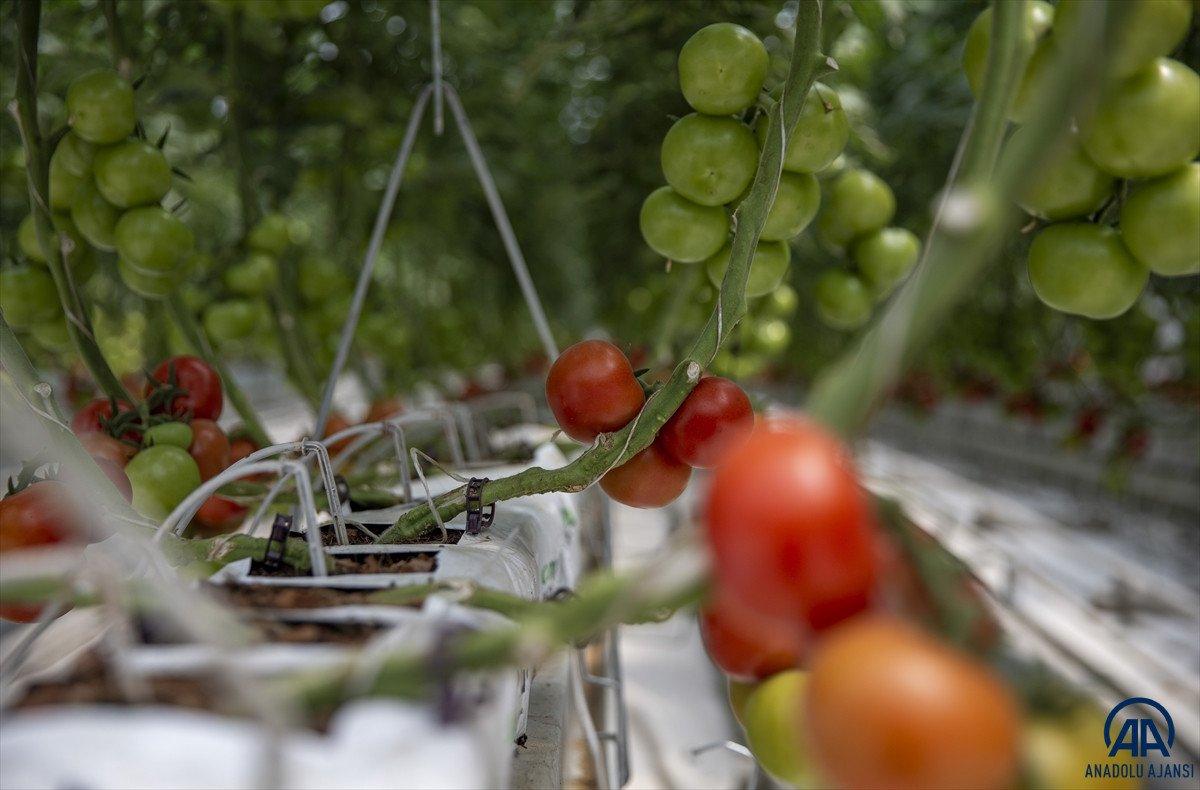 Erzurum'da jeotermal kaynakla üretilen domatesin hasadına başlandı