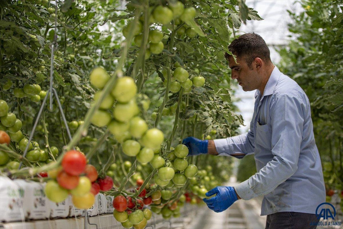 Erzurum'da jeotermal kaynakla üretilen domatesin hasadına başlandı