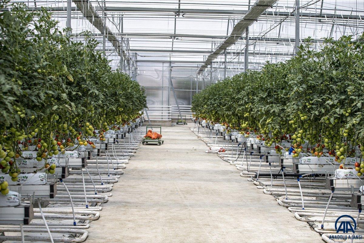 Erzurum'da jeotermal kaynakla üretilen domatesin hasadına başlandı