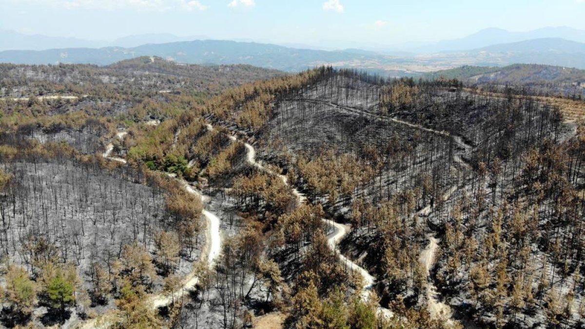 Osmaniye’de yanan ormanlık alan yeşermeye başladı