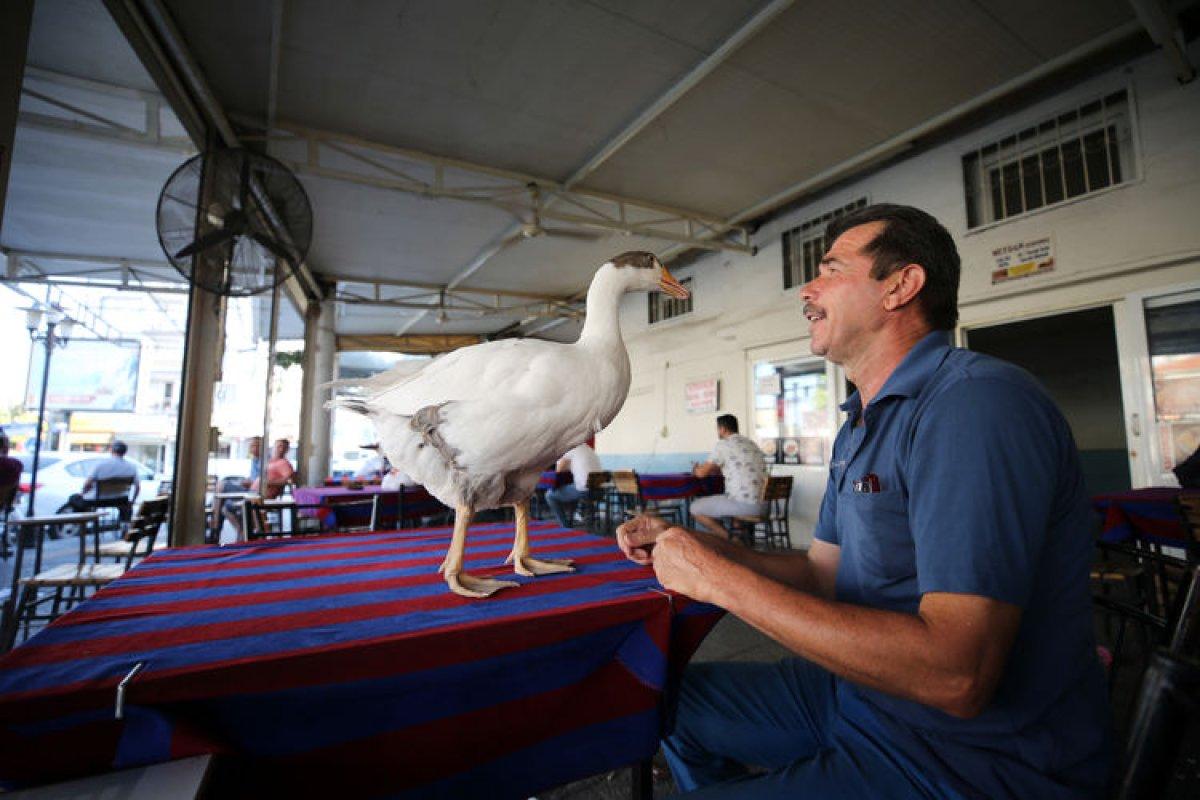 Aydınlı kamyon şoförünün kazı Papatya, can yoldaşı oldu