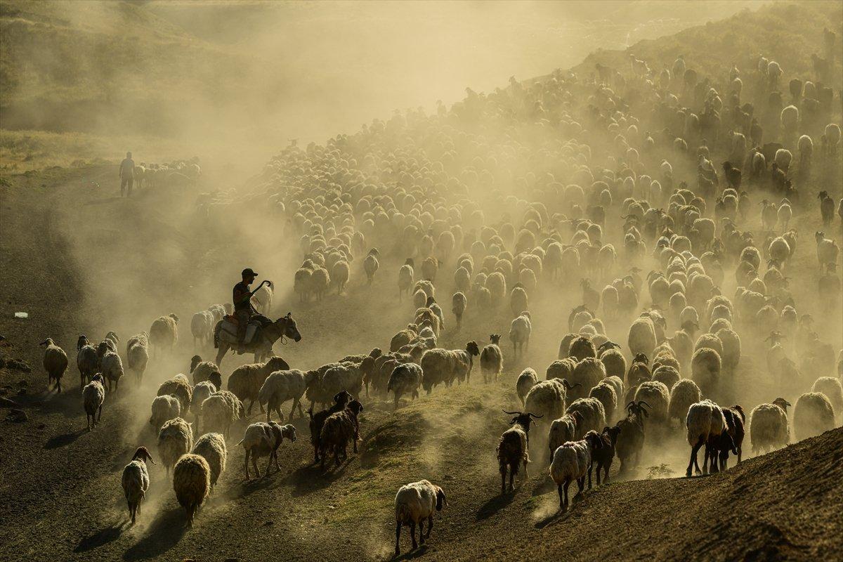 Tatvan'da sürülerin yayla yolculuğu