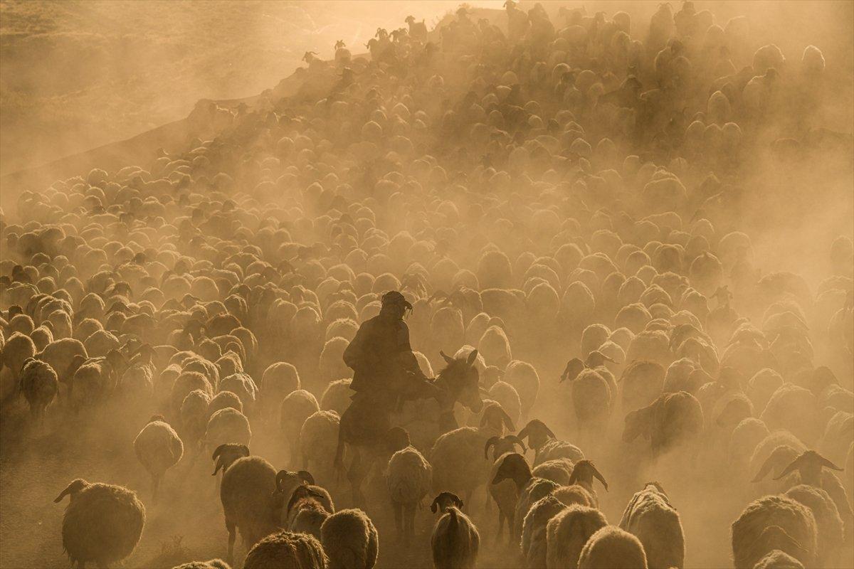 Tatvan'da sürülerin yayla yolculuğu