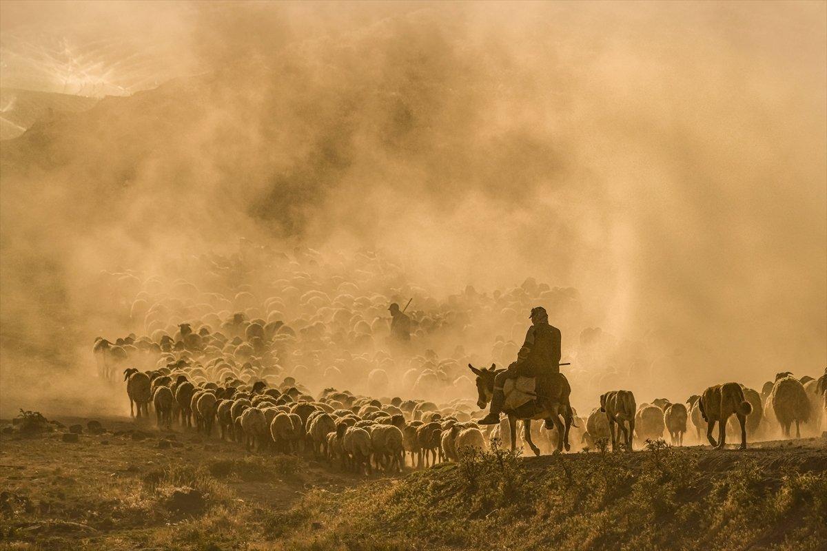 Tatvan'da sürülerin yayla yolculuğu