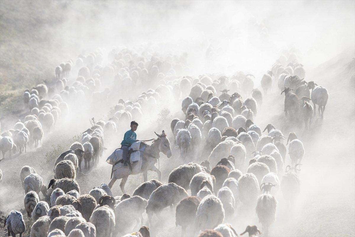 Tatvan'da sürülerin yayla yolculuğu