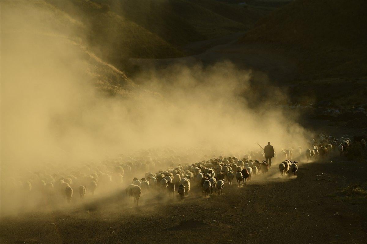 Tatvan'da sürülerin yayla yolculuğu