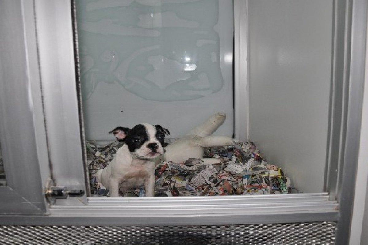 Petshoplar Kasaplar Odası'na bağlandı