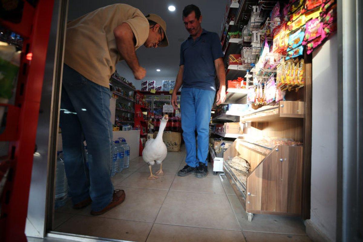 Aydınlı kamyon şoförünün kazı Papatya, can yoldaşı oldu
