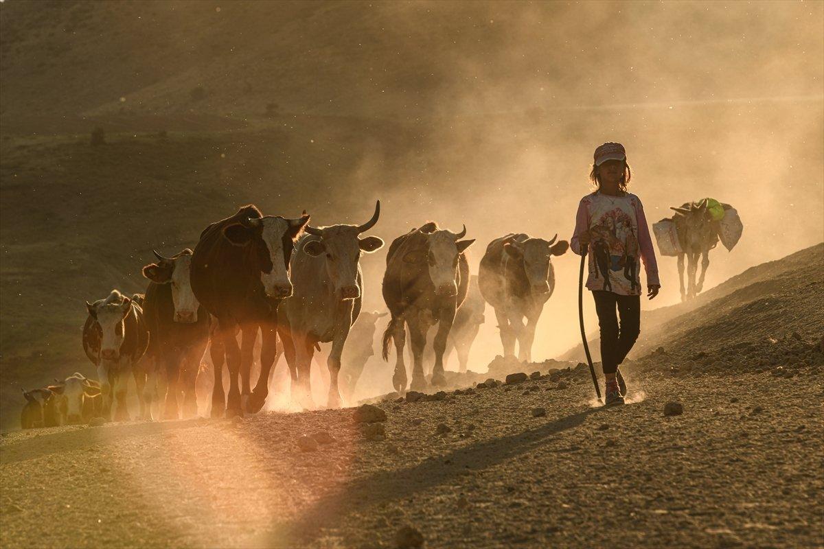 Tatvan'da sürülerin yayla yolculuğu