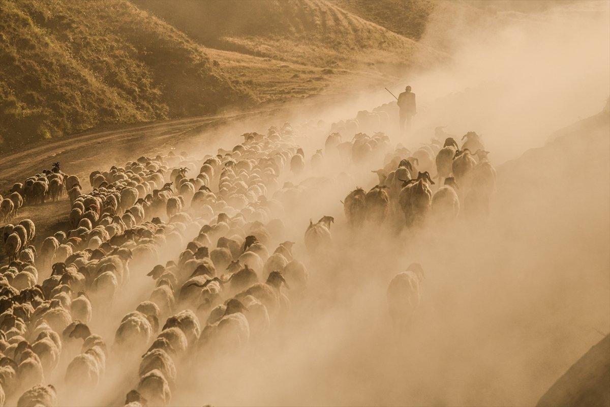 Tatvan'da sürülerin yayla yolculuğu