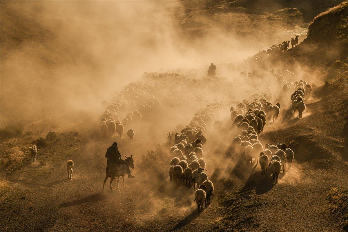 Tatvan'da sürülerin yayla yolculuğu