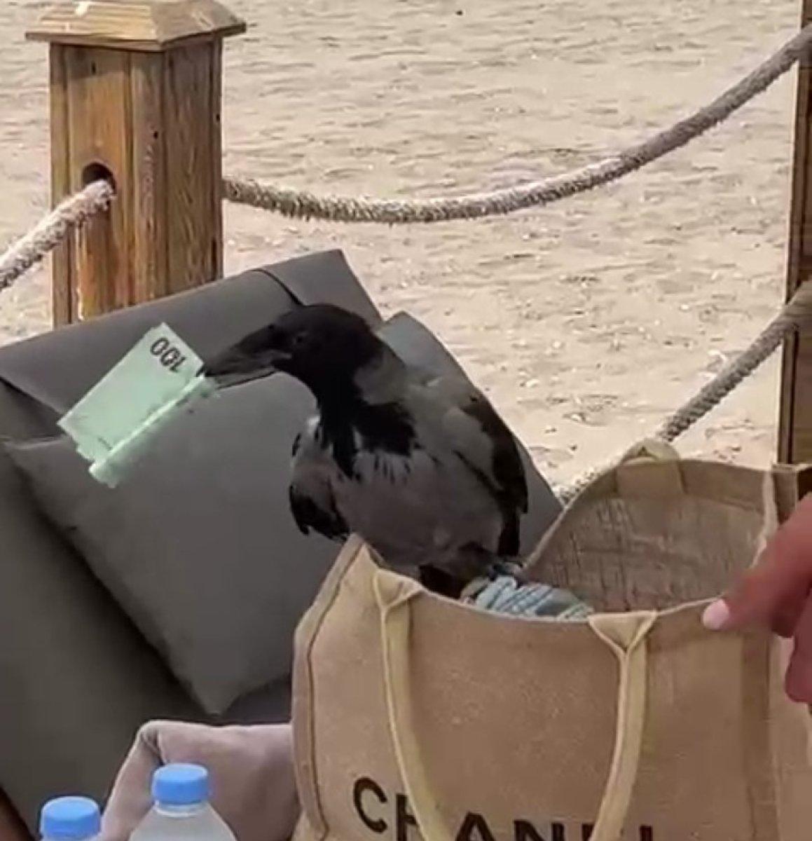 Antalya’da karganın çantadan euro hırsızlığı gülümsetti