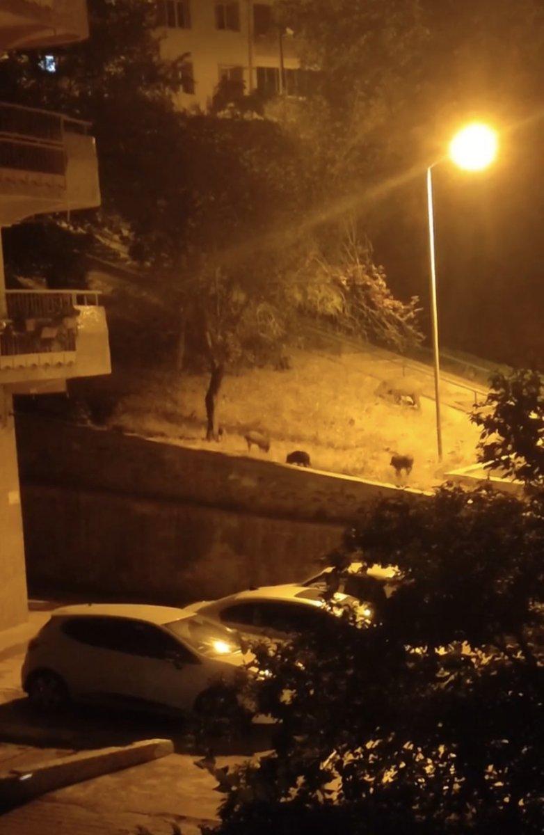 Bursa'da yemek arayan domuz sürüsü şehre indi