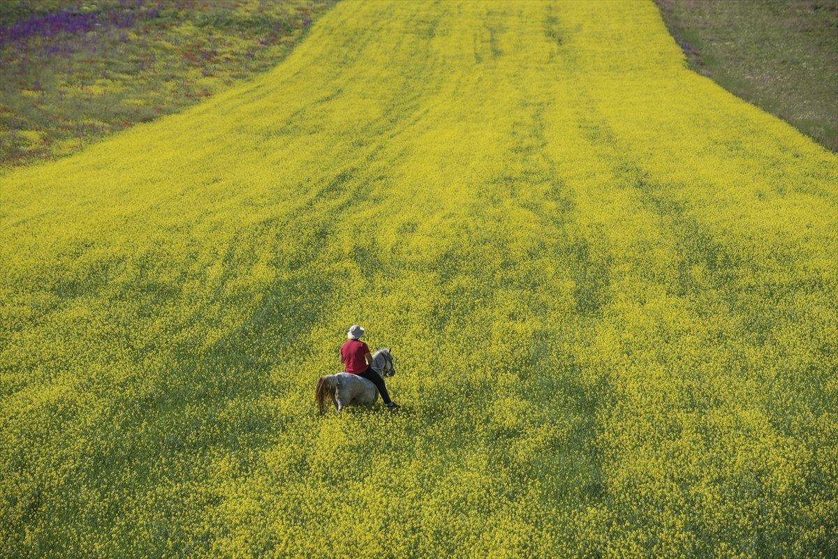 Kars'ta bitki çeşitliliği görsel şölen sunuyor