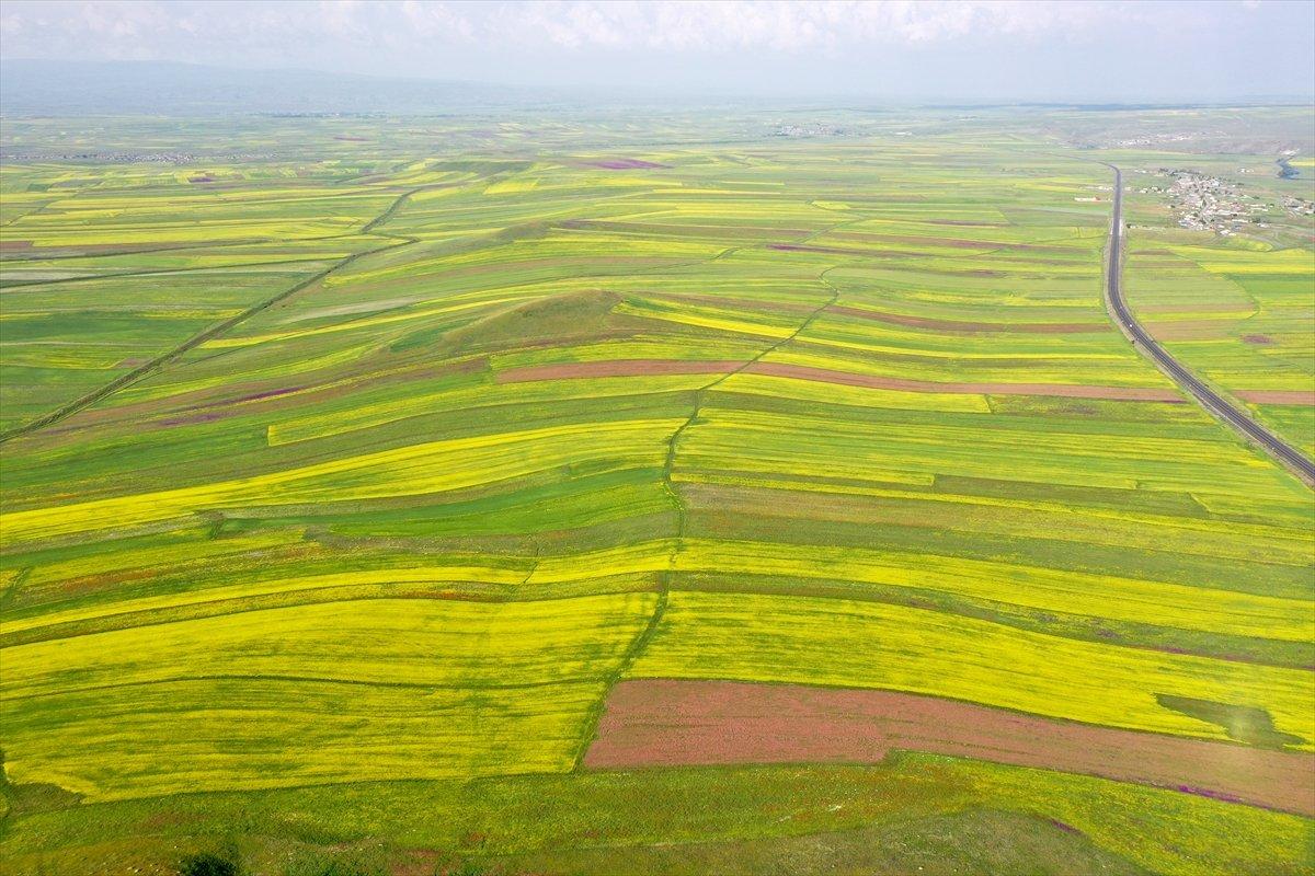 Kars'ta bitki çeşitliliği görsel şölen sunuyor