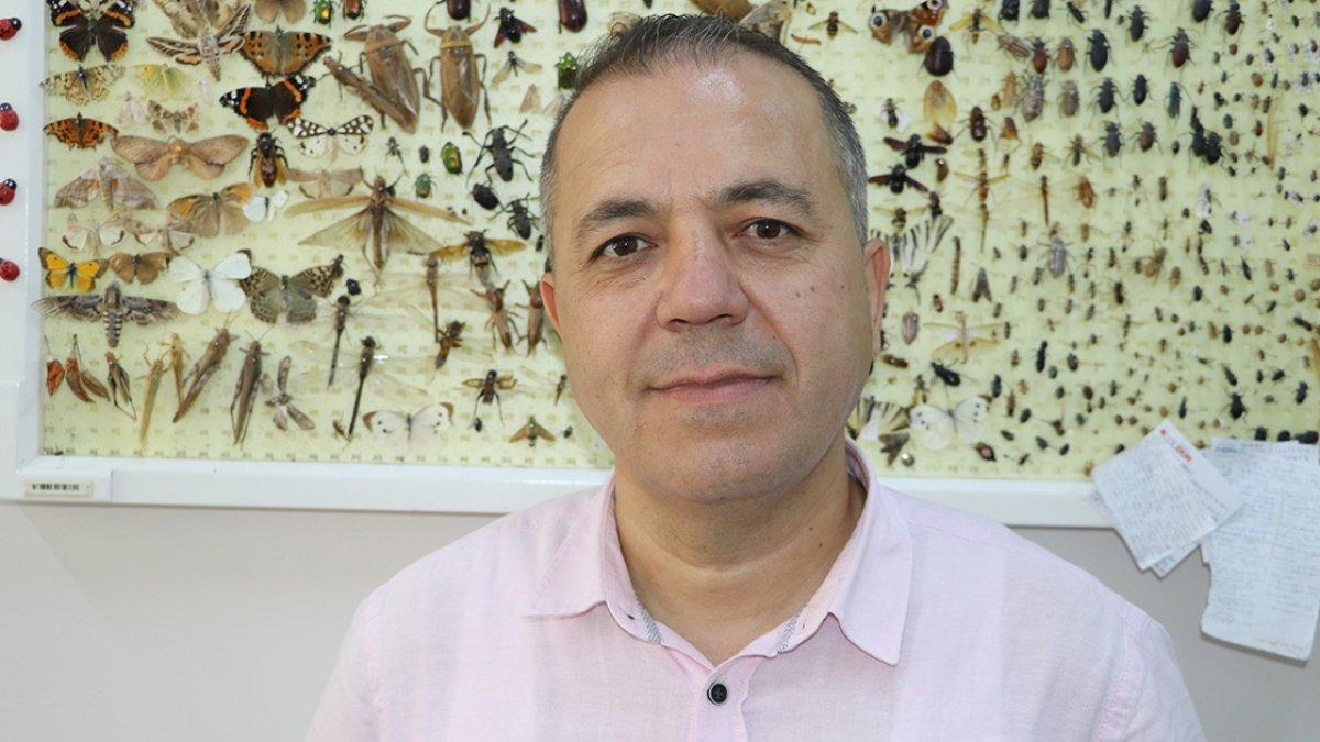 Türkiye'de çayır tırtılı istilası üçüncü kez yaşanıyor