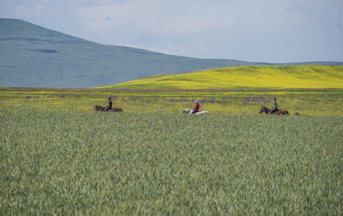 Kars'ta bitki çeşitliliği görsel şölen sunuyor