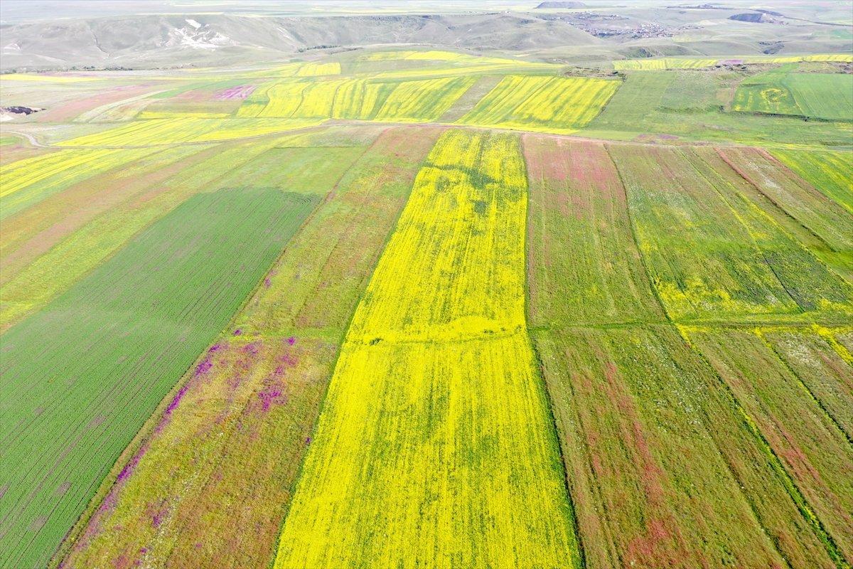 Kars'ta bitki çeşitliliği görsel şölen sunuyor