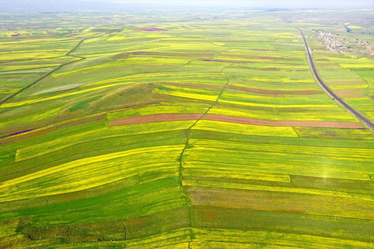 Kars'ta bitki çeşitliliği görsel şölen sunuyor