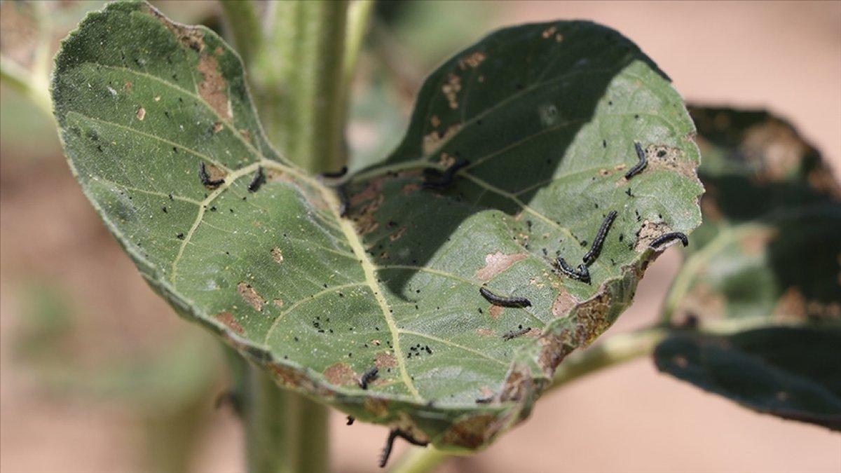Türkiye'de çayır tırtılı istilası üçüncü kez yaşanıyor