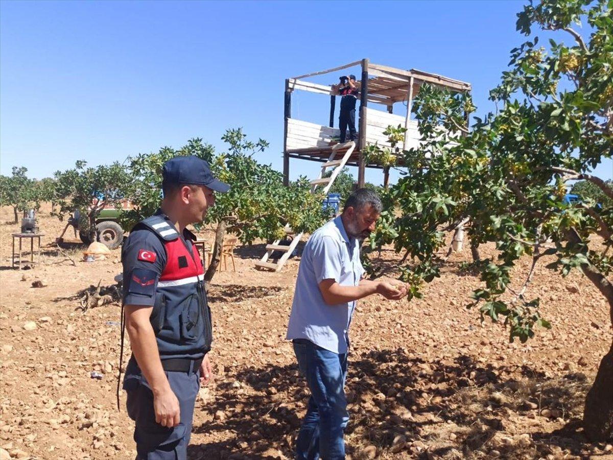 Gaziantep'te Antep fıstığı için koruma tedbirleri artırıldı