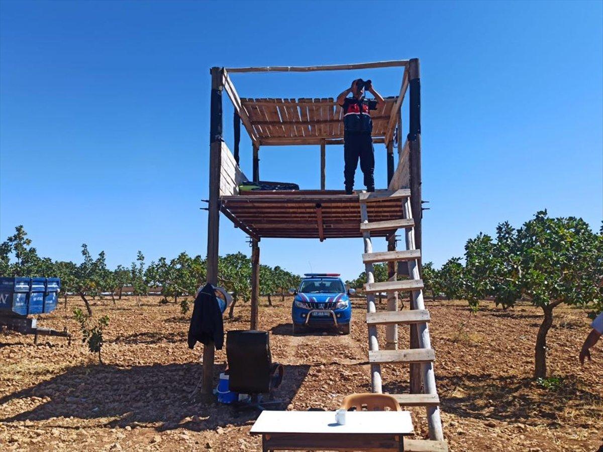 Gaziantep'te Antep fıstığı için koruma tedbirleri artırıldı