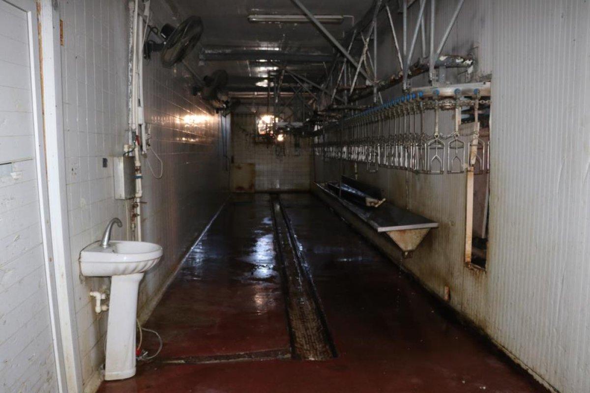 Adana'da mezbahada üstleri çıplak kişiler, sigara içip tavuk kesti